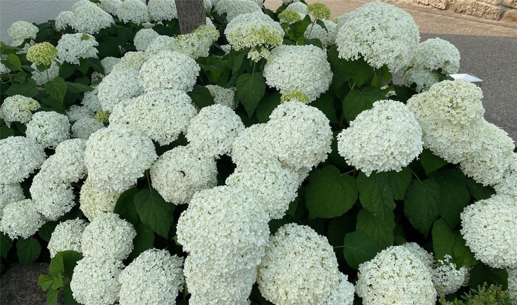 Sommerzeit