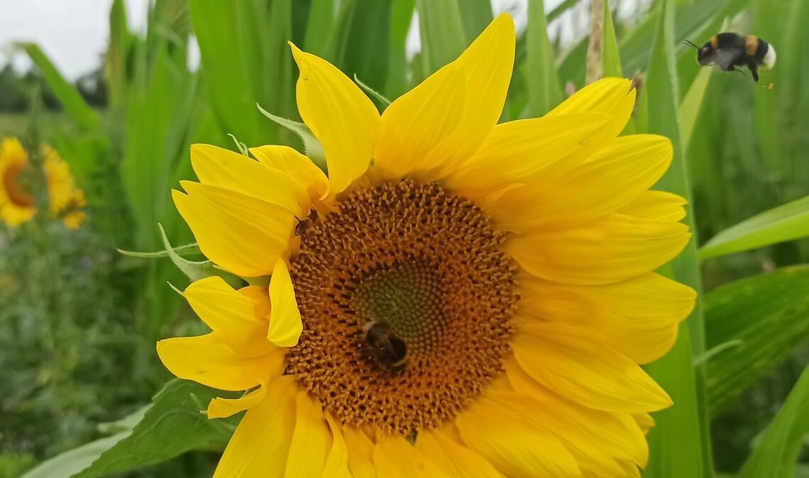 Sommerzeit