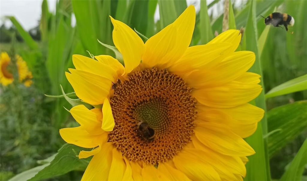 Sommerzeit