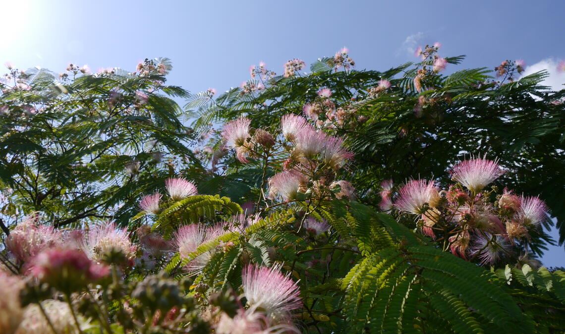 Sommerzeit