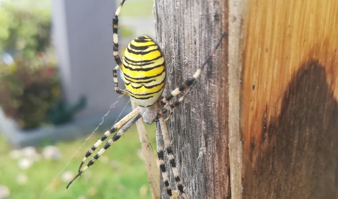 Sommerzeit