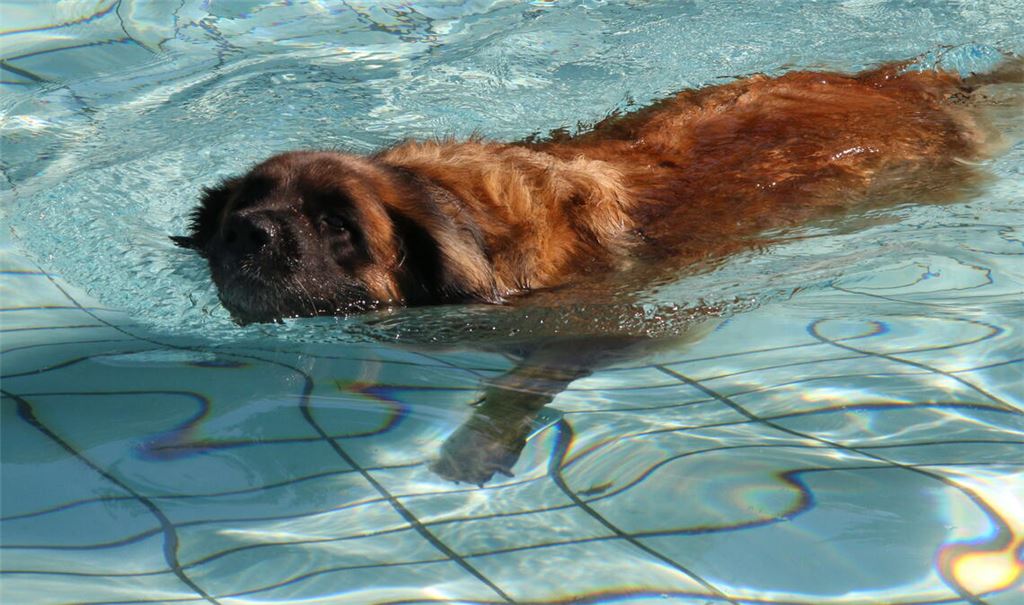 Was für ein Hundeleben!