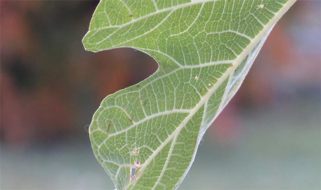 „Alles andere wäre feige“