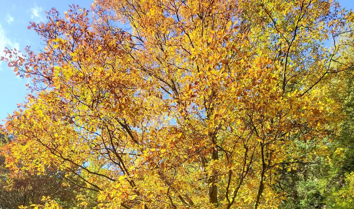 Herbstfarben