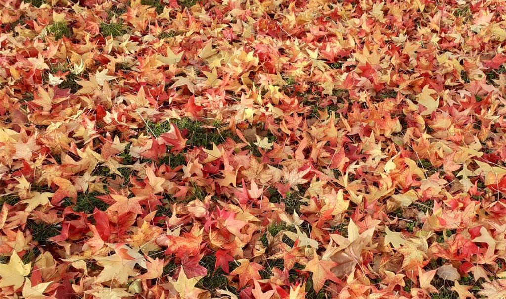 Herbstfarben