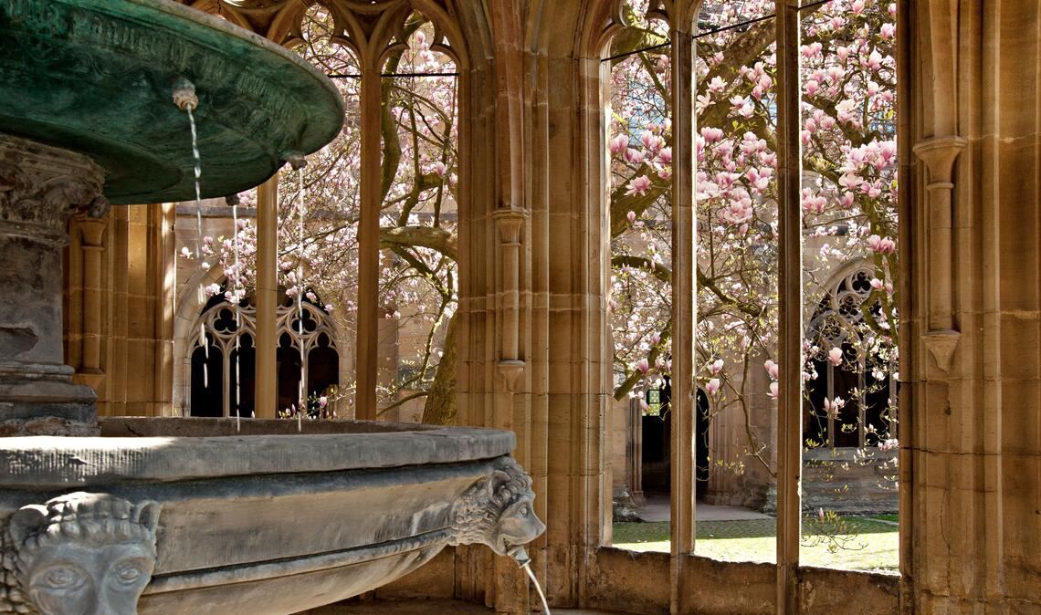 Kloster Maulbronn: Digitales „Blühbarometer“ zur Magnolie