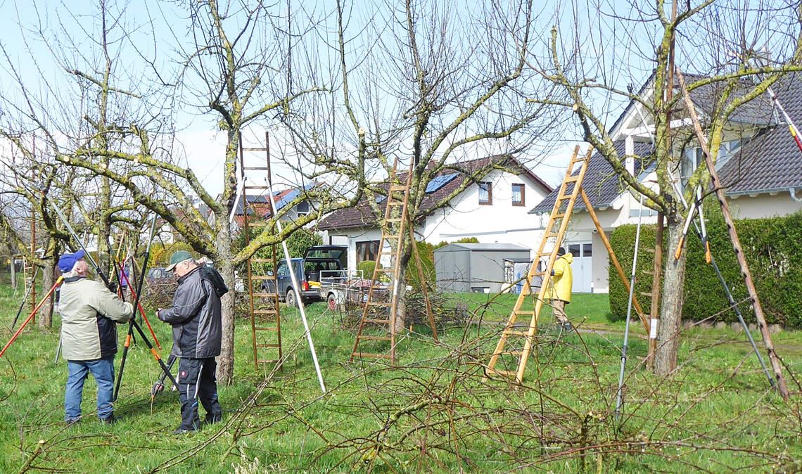 Fachwarte geben Obstbäumen den letzten Schliff