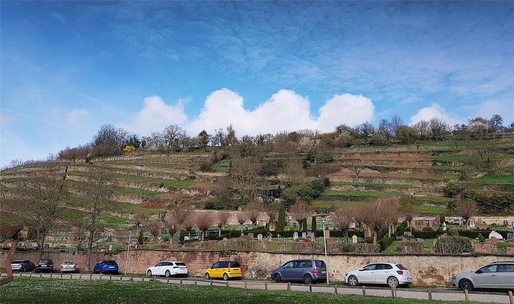 Weinbau lebt in klösterlicher Tradition