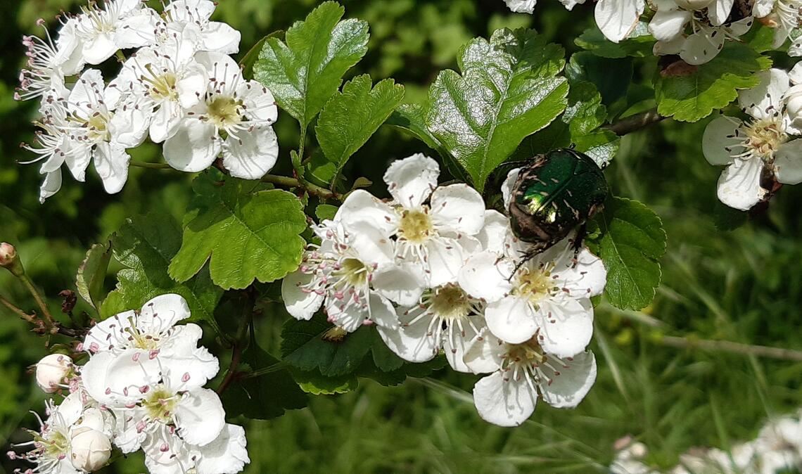 Frühlingsgefühle Frühlingsgefühle
