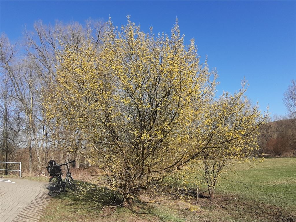 Frühlingsgefühle