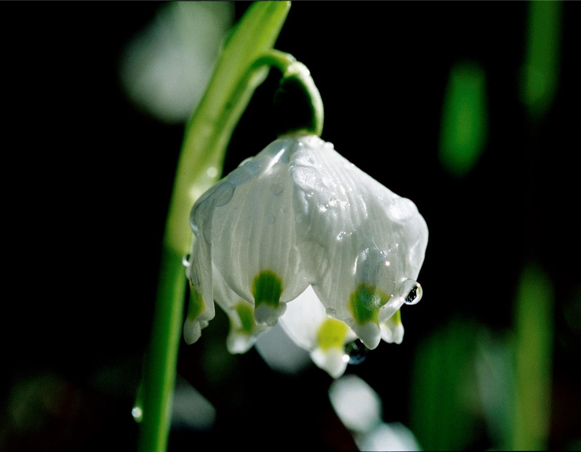 Frühlingsgefühle