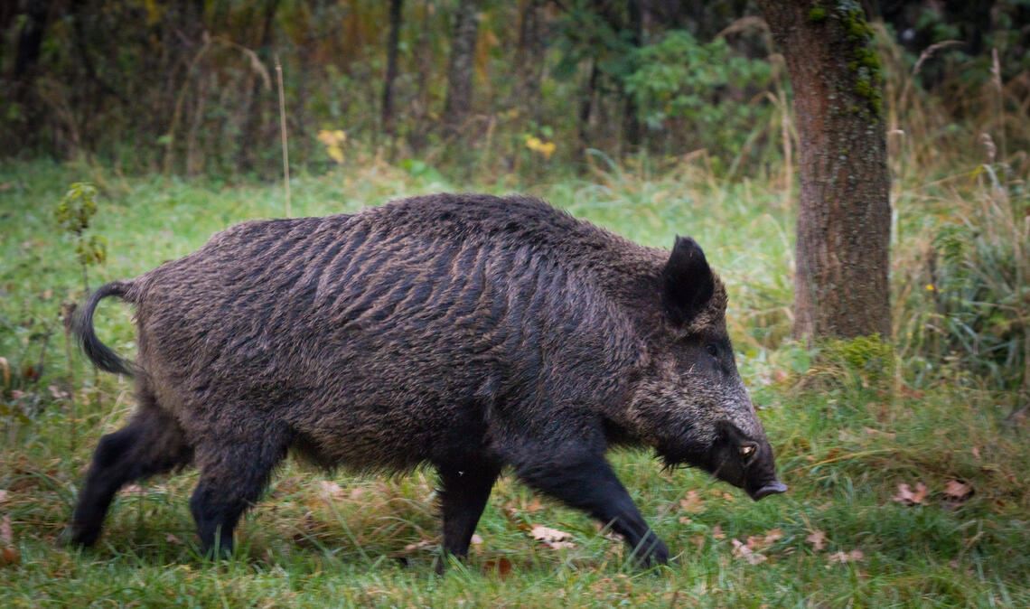 Behörde bittet: Tote Wildschweine melden