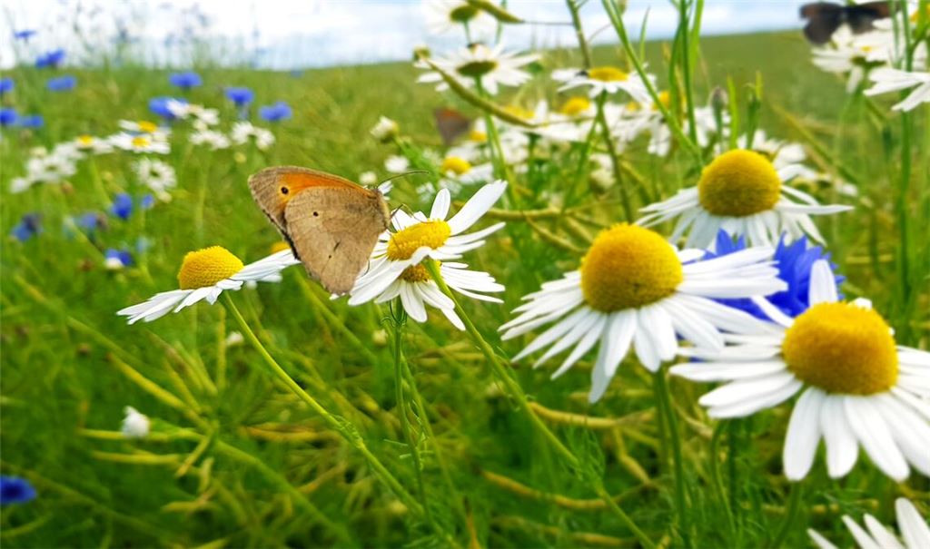 Sommerzeit