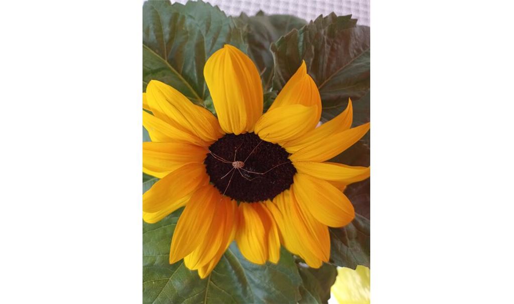 Sommerzeit