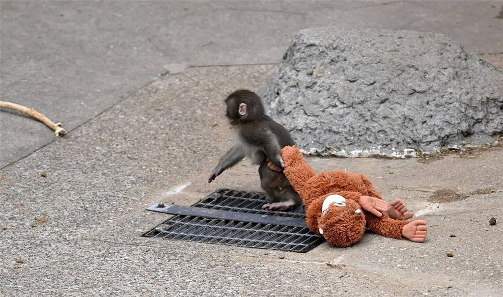 Bilder des kleinen Affen mit einem Plüschtier gingen viral.
