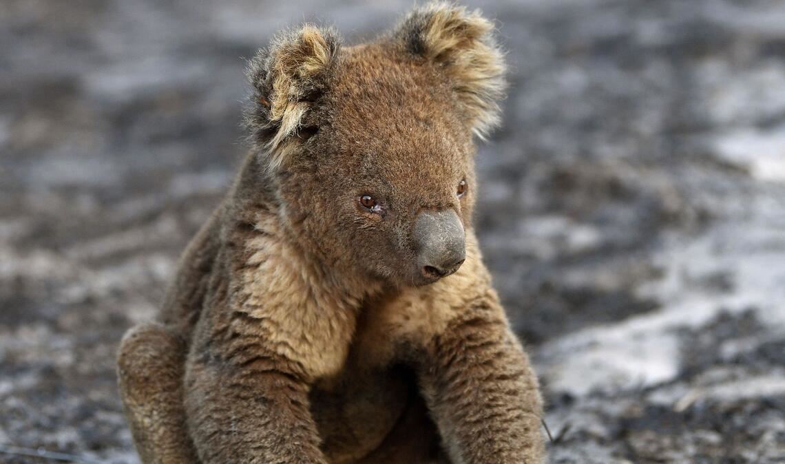Bilder von Koalas mit angesengten Pfoten gingen um die Welt. (Archivbild)