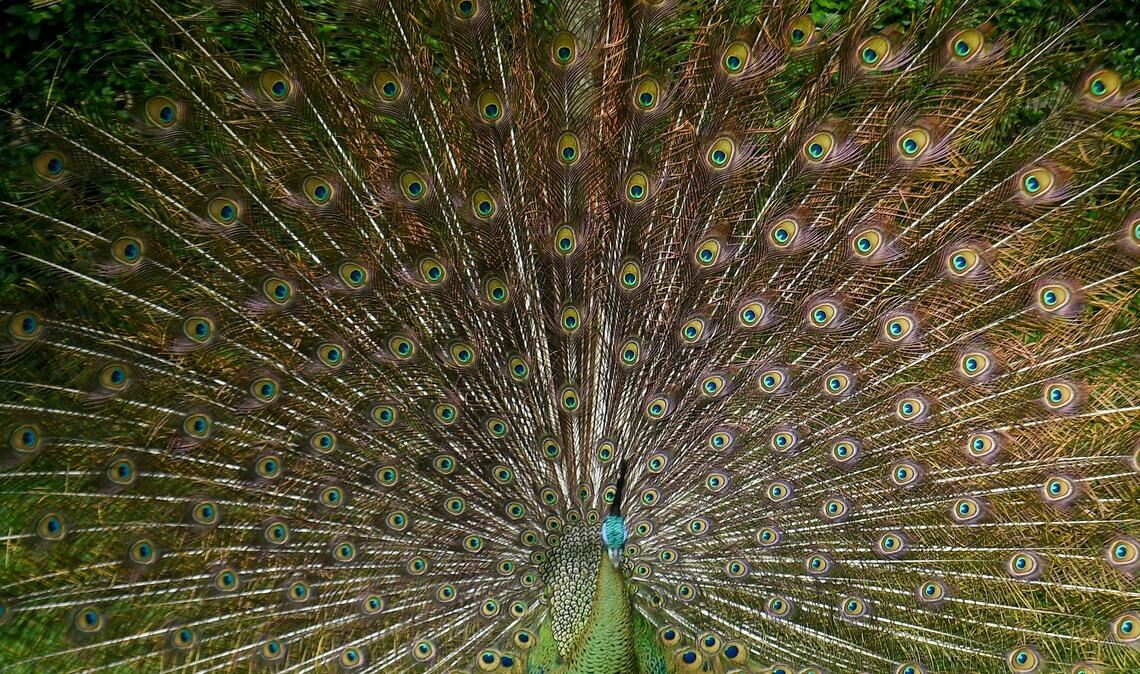 Bin ich nicht schön? Ein Pfau stellt sich zur Schau im Zoo von Bandung in Indonesien.
