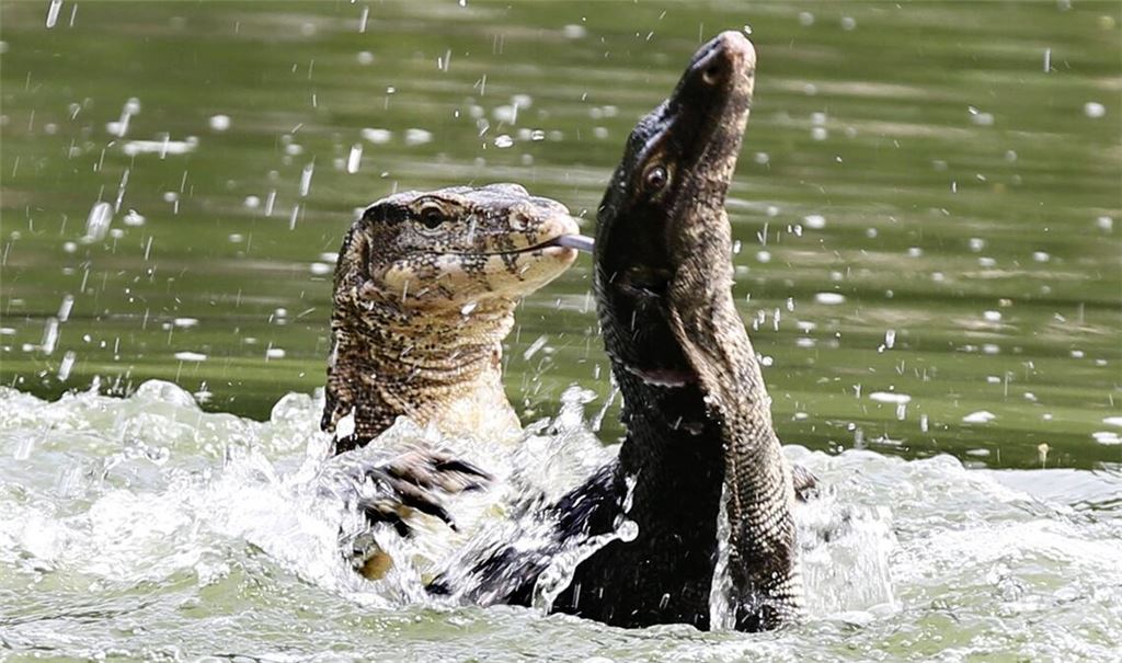 Bindenwarane halten sich besonders gern im Wasser auf. (Archivbild)