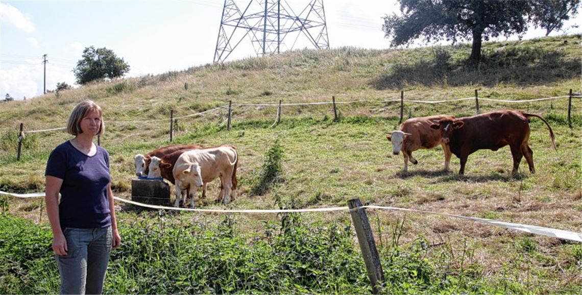 Biobäuerin Imke Maaßen vom Biohof Wilhelm in Ölbronn auf der Weide mit den wieder eingefangenen fünf Rindern. Auf der Flucht ist weiterhin Ochse „Knöpfle“, der im Raum Ölbronn, Dürrn, Ötisheim und Bauschlott vermutet wird. 