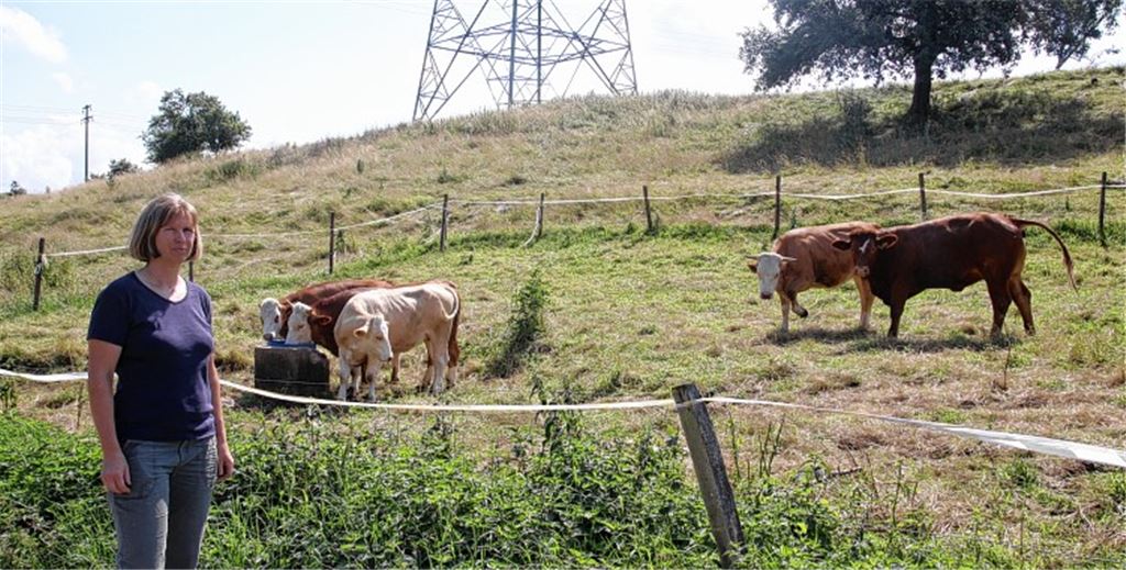 Biobäuerin Imke Maaßen vom Biohof Wilhelm in Ölbronn auf der Weide mit den wieder eingefangenen fünf Rindern. Auf der Flucht ist weiterhin Ochse „Knöpfle“, der im Raum Ölbronn, Dürrn, Ötisheim und Bauschlott vermutet wird. 