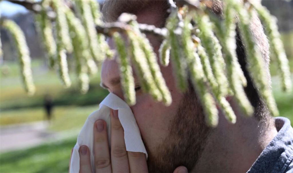 Birkenpollen sind nun auf dem Saisonhöhepunkt. (Symbolbild)