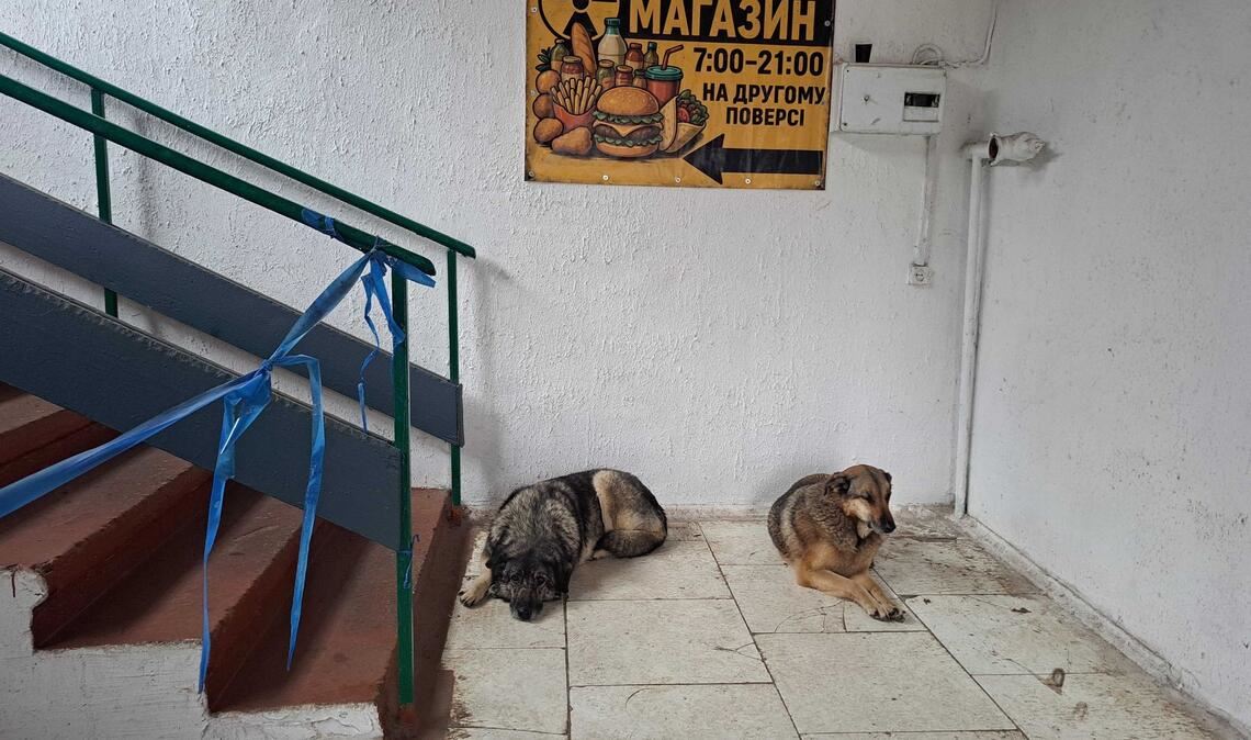 Bis heute gibt es in Tschernobyl eine Population von Straßenhunden.