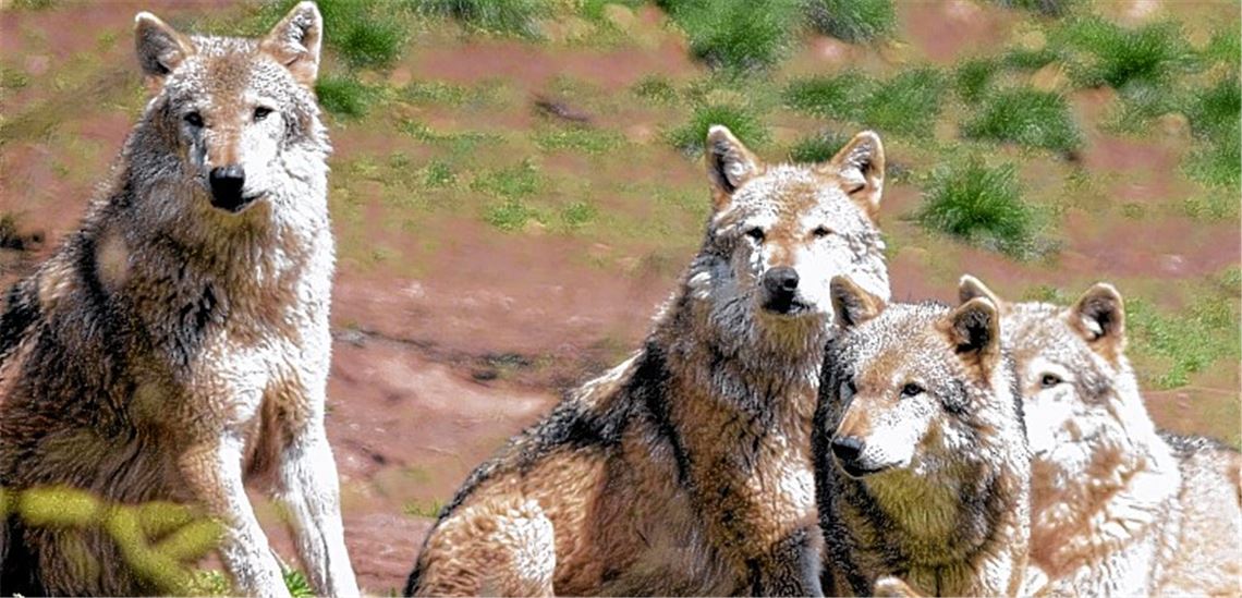 Gekommen, um zu bleiben?