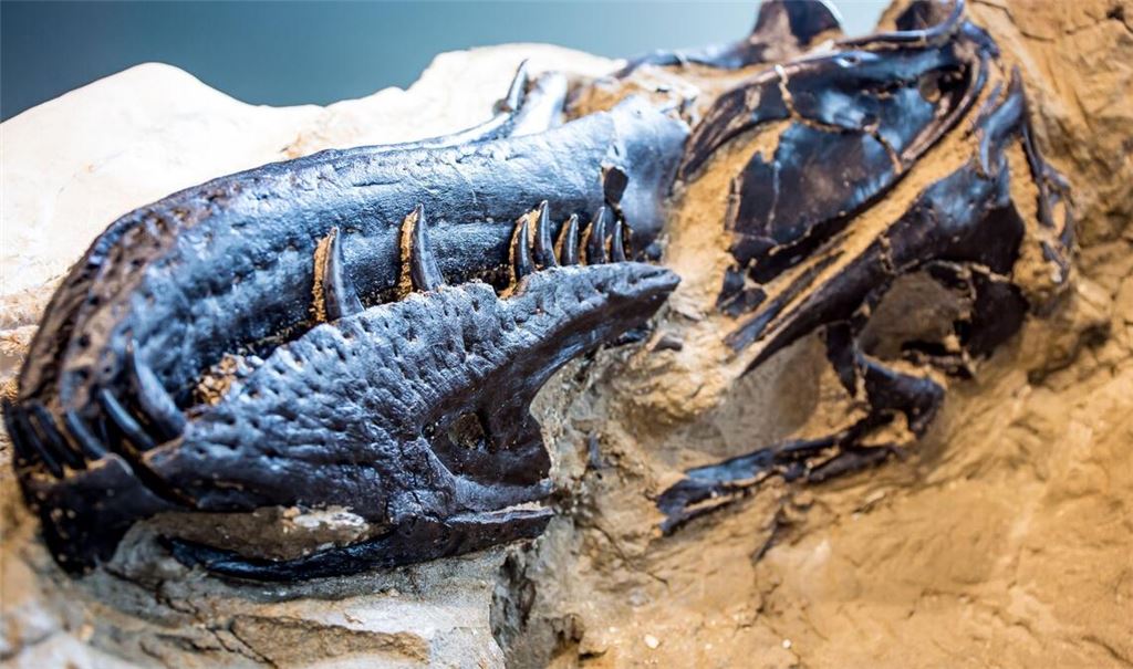 Bisher galten Fossilien von Nanotyrannus lancensis vielen Wissenschaftlern als eine jugendliche Form des T-Rex.