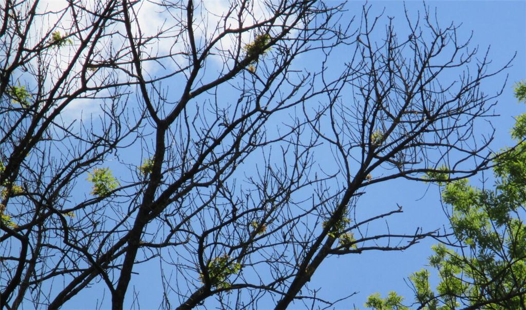 Blattverluste in den Kronen: Viele Bäume sind tot. Archivfoto: privat