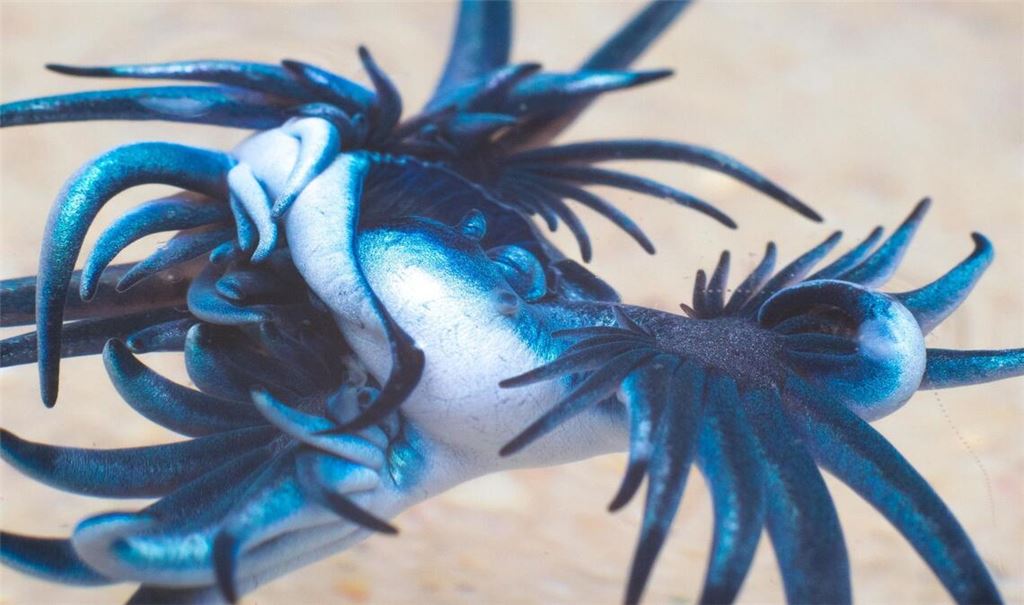 Blauer Drache: Solche blau gefärbten Ozeanschnecken sind an der spanischen Costa Blanca gesichtet worden.