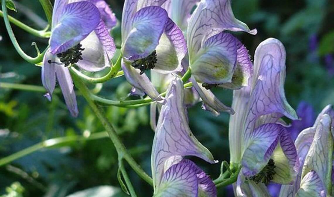 Blauer Eisenhut (Aconitum): Er zählt zu den giftigsten Pflanzen Europas. Berührungen können Ausschläge hervorrufen, der Verzehr führt zu Herzversagen und Atemstillstand. Gegen Eisenhutvergiftungen sind keine spezifischen Gegenmittel bekannt. Alle Teile dieser Pflanze enthalten das giftige Aconitin. Für einen Erwachsenen sind schon zwei bis sechs Milligramm reines Aconitin tödlich. Das Problem: Die Knolle des Eisenhuts lässt sich mit Sellerie- oder Meerrettichwurzeln verwechseln. Die Blätter gleichen ungeschulten Augen außerdem denen von Petersilie. Schon beim Pflücken der Blüten können sich Symptome zeigen.