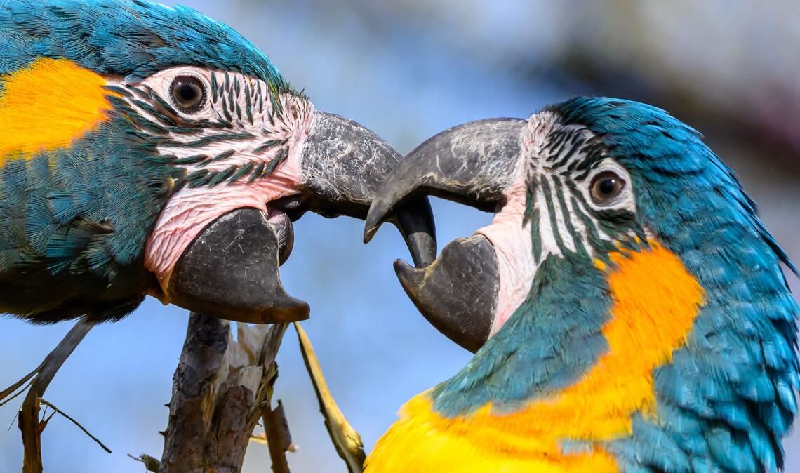 Blaukehlaras sitzen in der neuen Vogelwelt im Zoo Leipzig auf einem Ast.