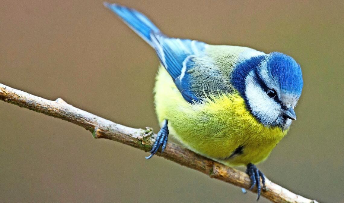 Blaumeise (Cyanistes caeruleus).