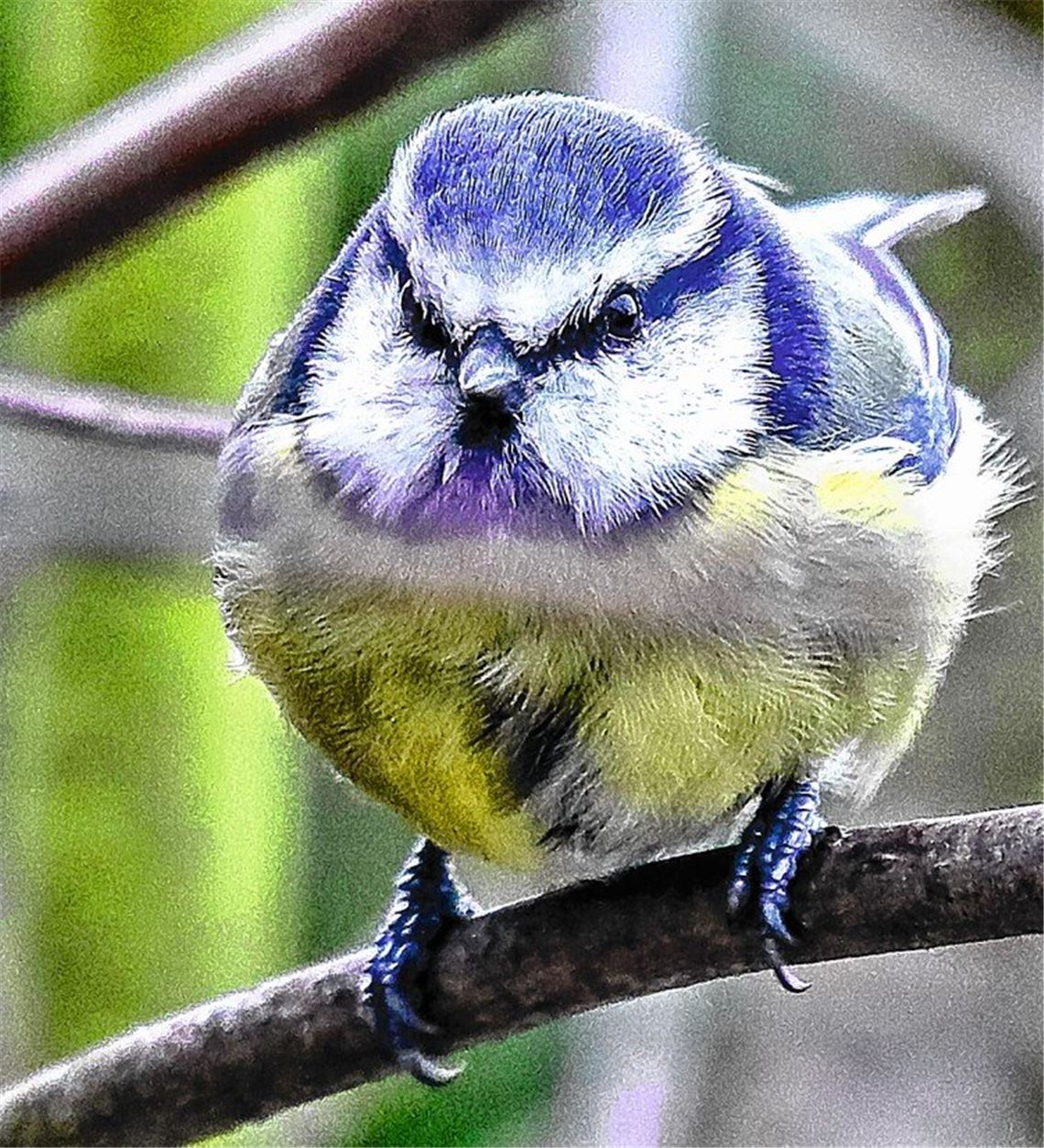 Milder Winter versetzt Vögel in Balzlaune