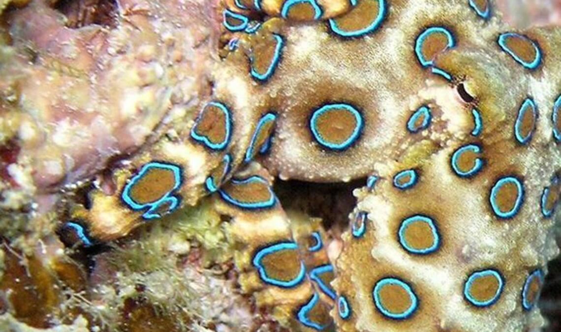 Blauringkrake oder blaugeringelter Octopus (Hapalochlaena): Bei Bedrohung treten am Körper der Kraken leuchtend blaue Ringe hervor;. Ein Biss führt zu sofortiger Atemlähmung und Tod durch Ersticken. Ein wirksames Gegengift ist nicht bekannt. Beatmung bis das Gift aufhört zu wirken, scheint die einzige Chance zu sein mit dem Leben davon zu kommen.