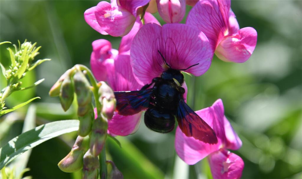 Blauschwarze Holzbiene. Foto: Bosch