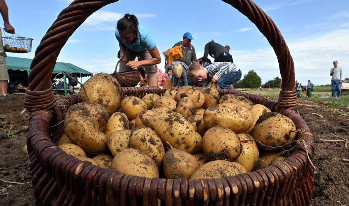 Bleiben die Sommer so heiß und trocken, ist es fraglich, ob in Zukunft deutsche Kartoffeln zu ernten sind.