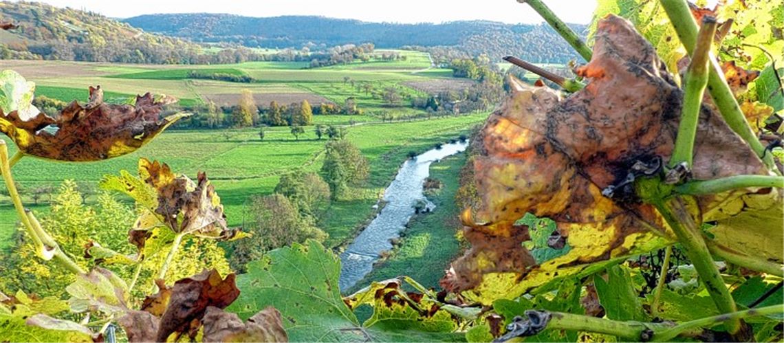 Blick über das Enztal bei Mühlhausen. Das Bild rechts ist keine Fotomontage, das Pfauenauge ist echt. Es sitzt auf der Infotafel und erweckt den Anschein eines an der Felswand klebenden Riesen.