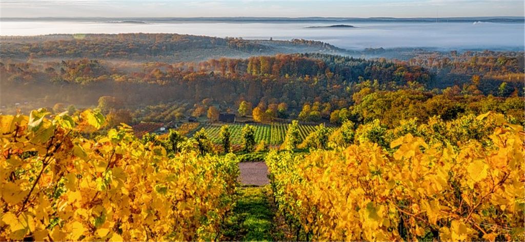 Blick von den Illinger Weinbergen.