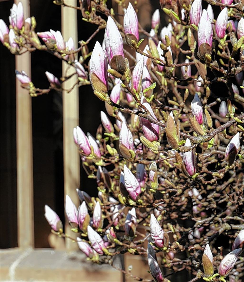 Kloster will mit Vielfalt punkten