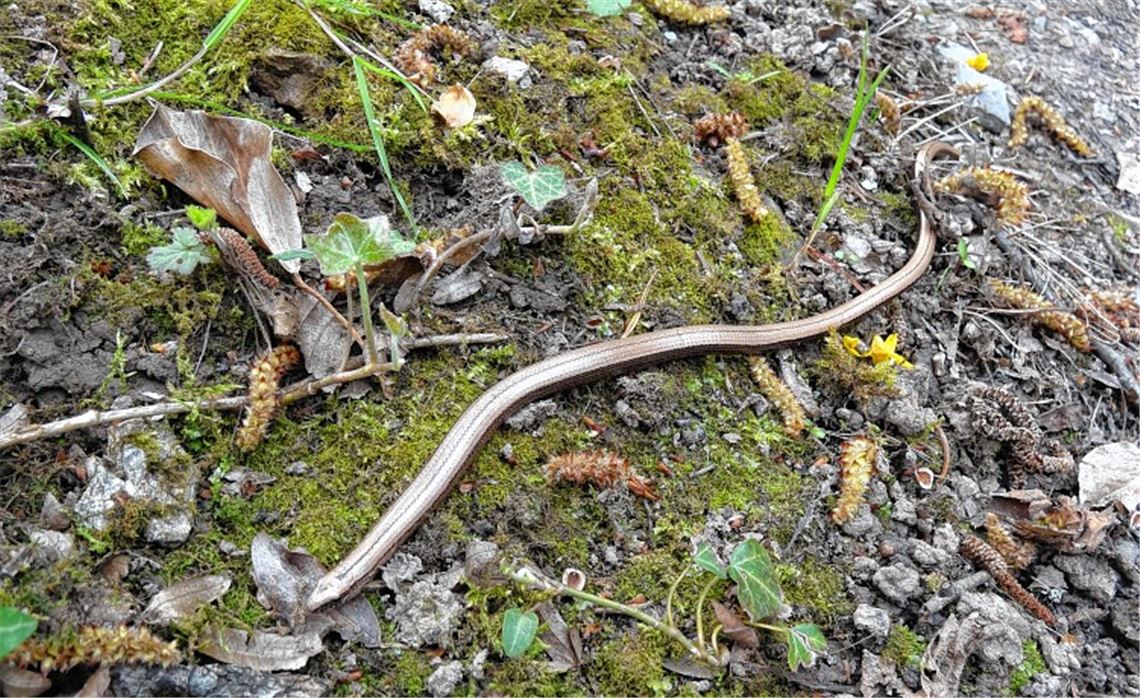 Frühlingsgefühle Frühlingsgefühle