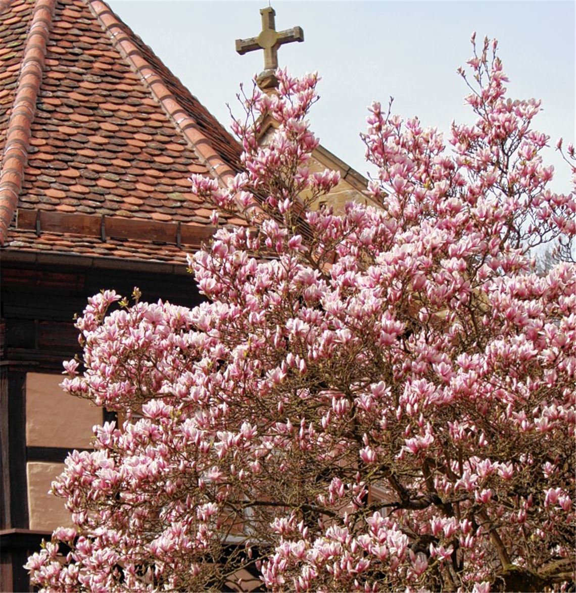 Blühende Aussichten im Kloster.