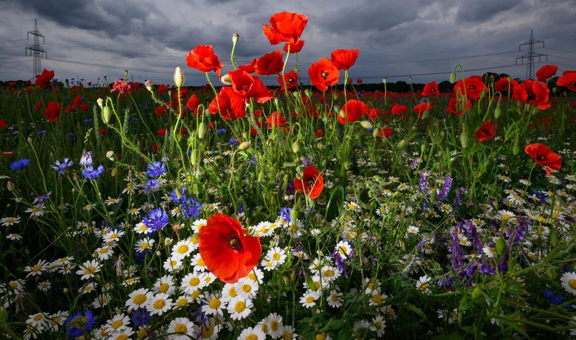 Blühende Sommerblumen heben sich vor dunklen Regenwolken ab.