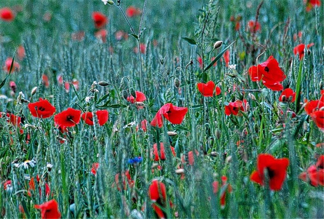 „Weniger Konsum bei allem“ „Weniger Konsum bei allem“