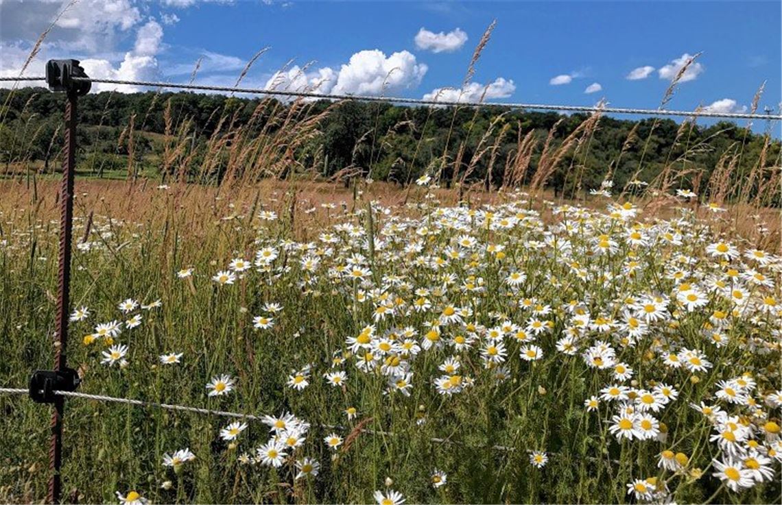 Sommerzeit