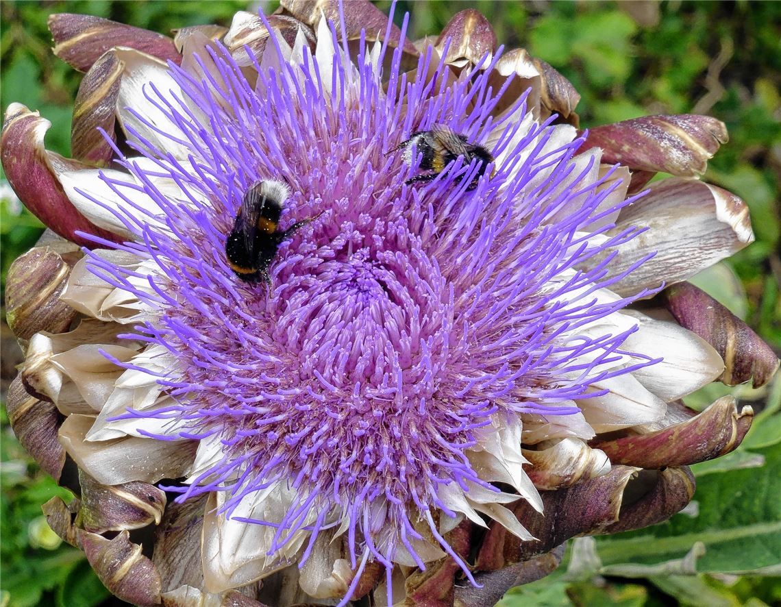 Blühender Gartengruß für alle, die heute Geburtstag haben, von Gunhilde und Heinz Maile aus Schönenberg.