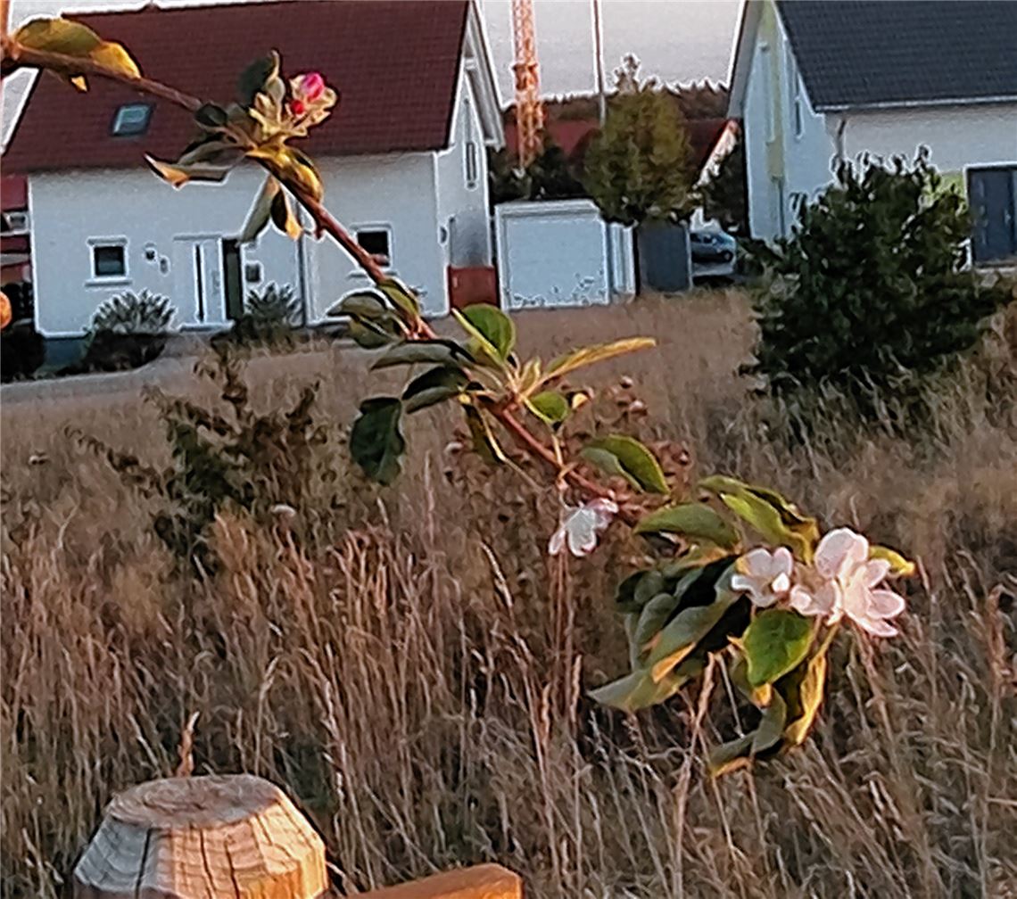 Blühender Gruß für alle, die heute Geburtstag haben, von Ute Meller.
