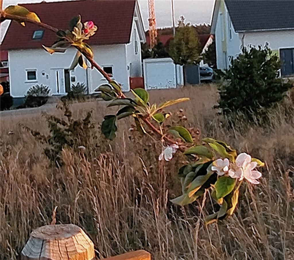 Blühender Gruß für alle, die heute Geburtstag haben, von Ute Meller.