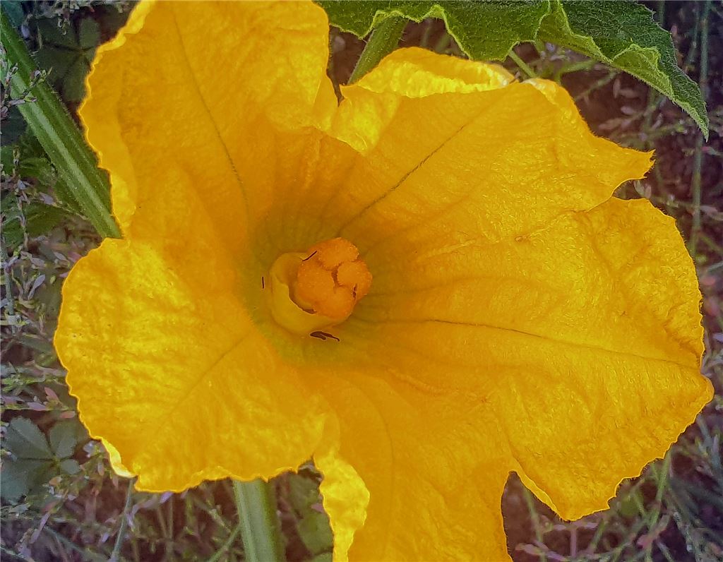 Blühender Gruß für alle, die heute Geburtstag haben, von Barbara Kienzle.