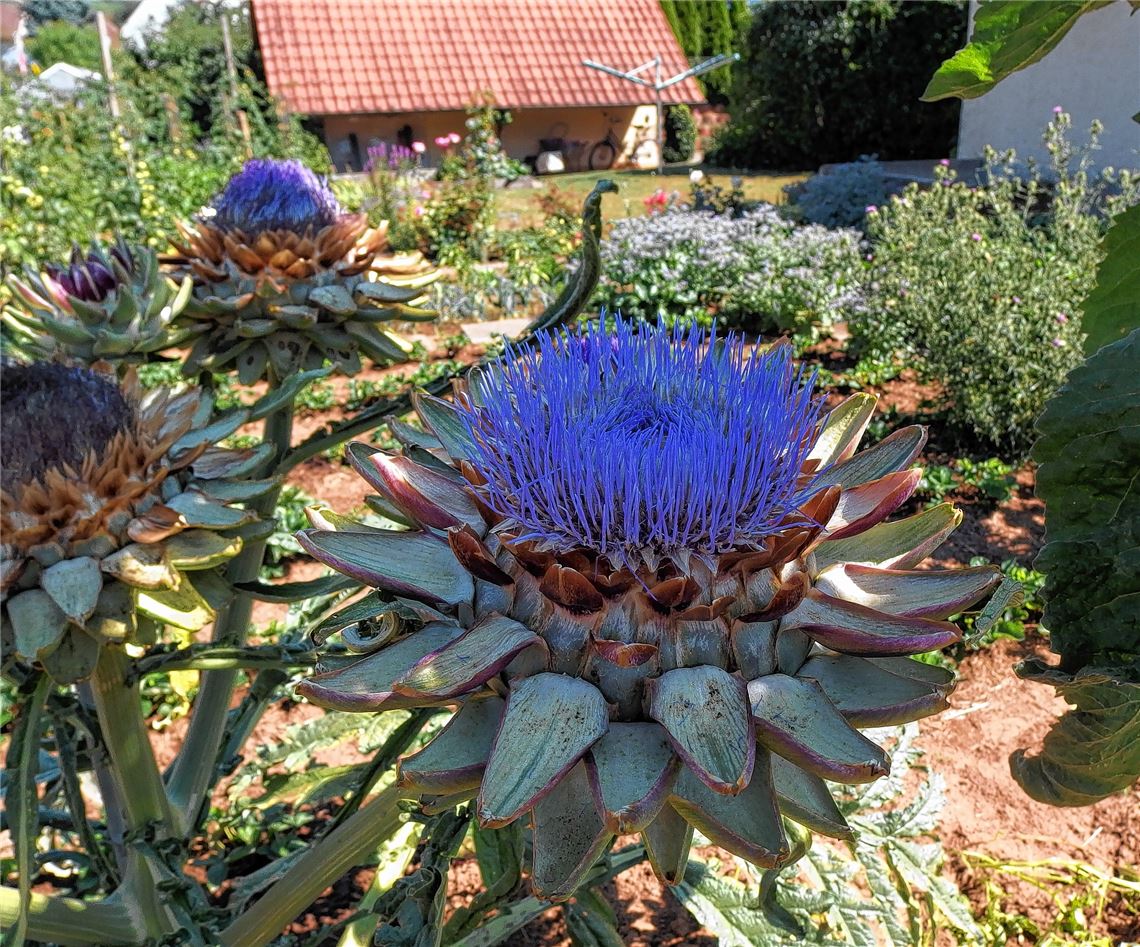Blühender Gruß für alle, die heute Geburtstag haben, von Nadine Gommel.